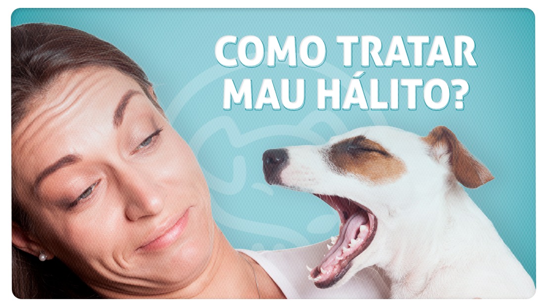 Blog Você sabe como tratar o mau hálito do seu cachorro